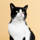 Productos para gatos